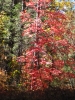 PICTURES/Oak Creek Canyon In October/t_Red Tree1.jpg